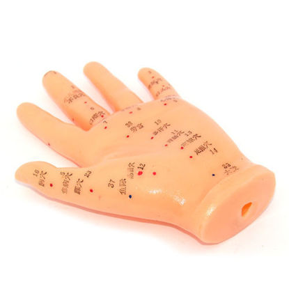 Picture of Hand Model 5 (13cm)