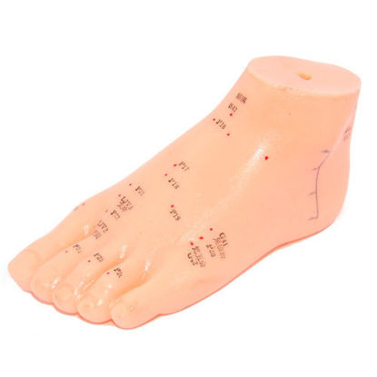 Picture of Foot Model 6"                                               