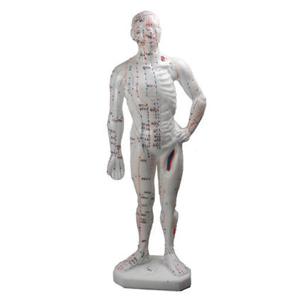 Picture of Human Body Model, 10.2"  (26cm)