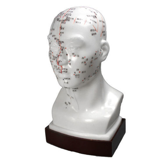 Picture of Head Model 8" (20cm)                                        