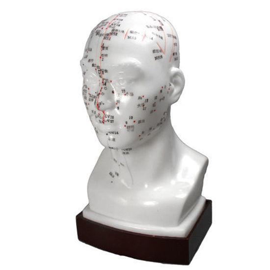 Picture of Head Model 8" (20cm)