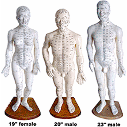 Picture of Deluxe Human Models