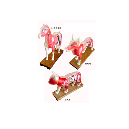 Picture of Animal Models