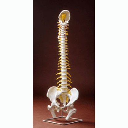 Picture of Model, Spine