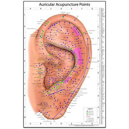 Picture of The World's Best Auriculotherapy Wall Chart                 