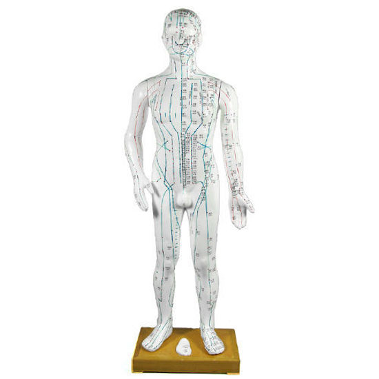 Picture of Human Male Composite Body Model 25"