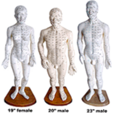 Picture of Deluxe Human Models